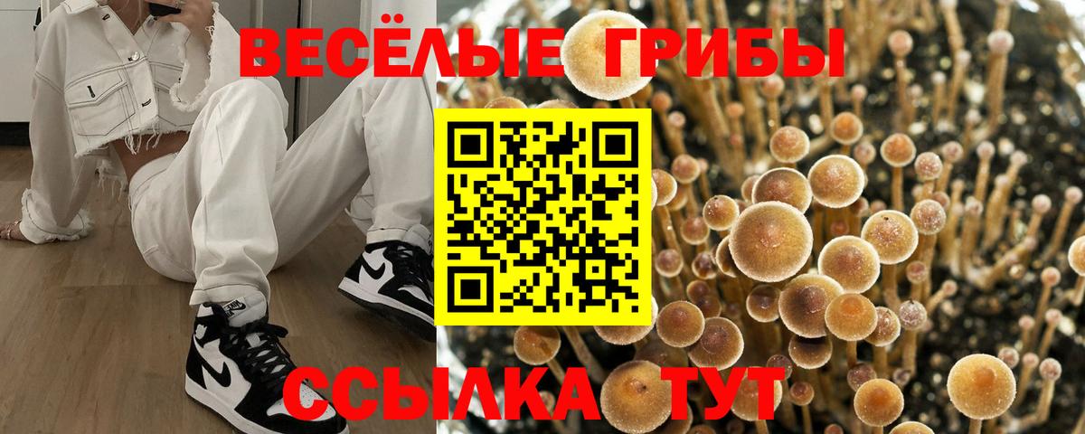 Асино  Галлюциногенные грибы Psilocybe  Псилоцибиновые грибы прущие грибы  Вход с VPN 